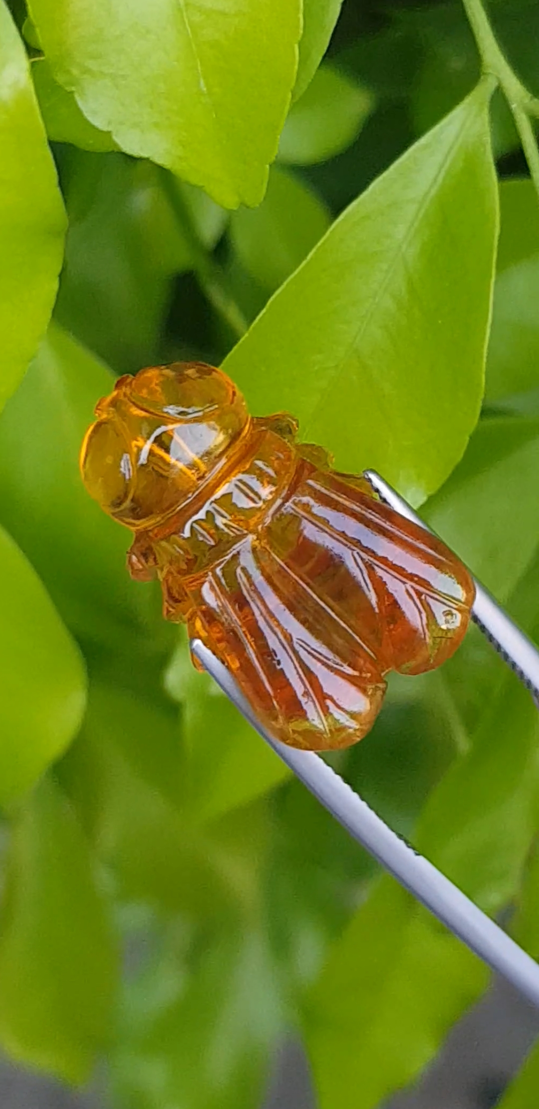 อำพัน Natural Amber