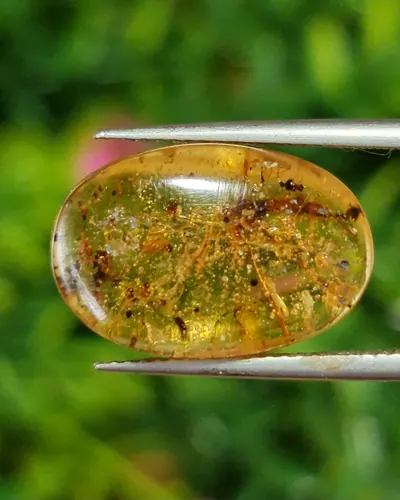 อำพัน Natural Amber